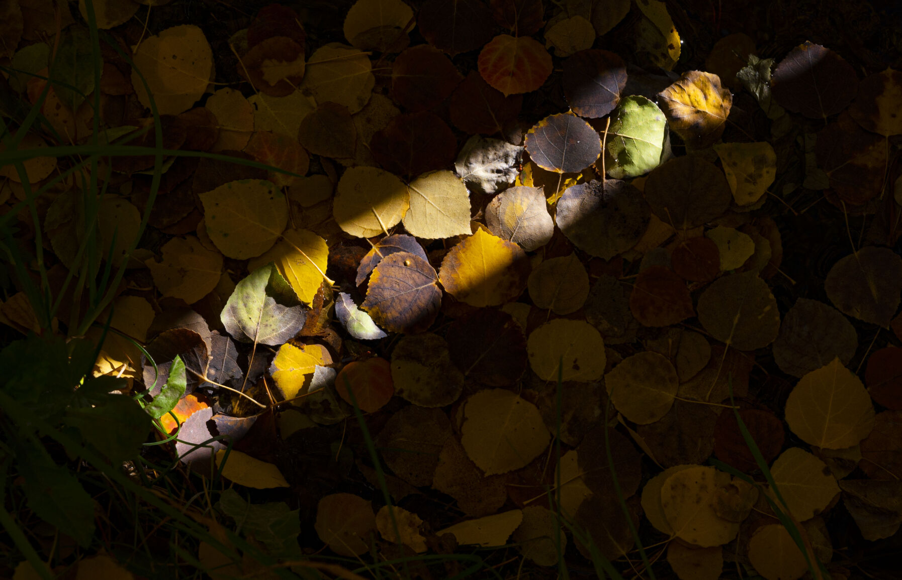 09_29_20 aspens0119.jpg
